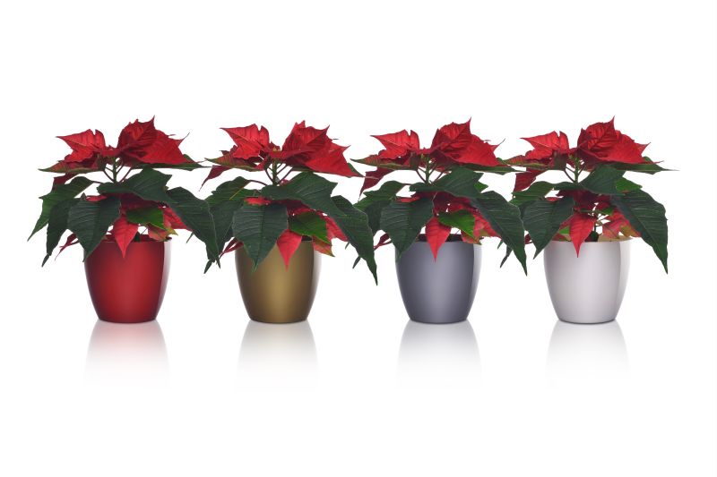 PLASTKON Dekorativní květináč ELLA X-mas