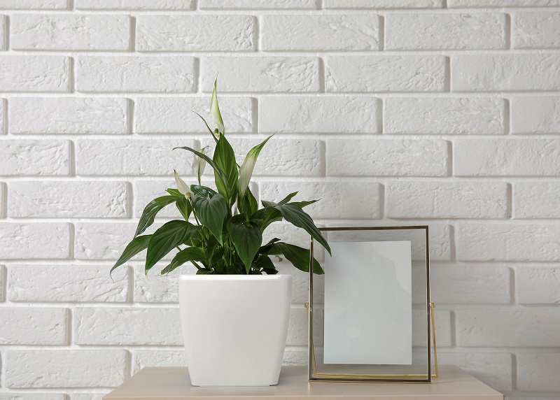 PLASTKON Flower Lover Quadrato - různé barvy