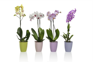 PLASTKON Dekorativní květináče Ornella - různé barvy